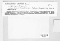 Stagonospora atriplicis image